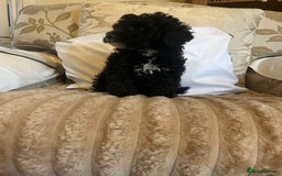 Toy Poodle dogs for sale: Merle toy poodle puppys available now  - Advert 2