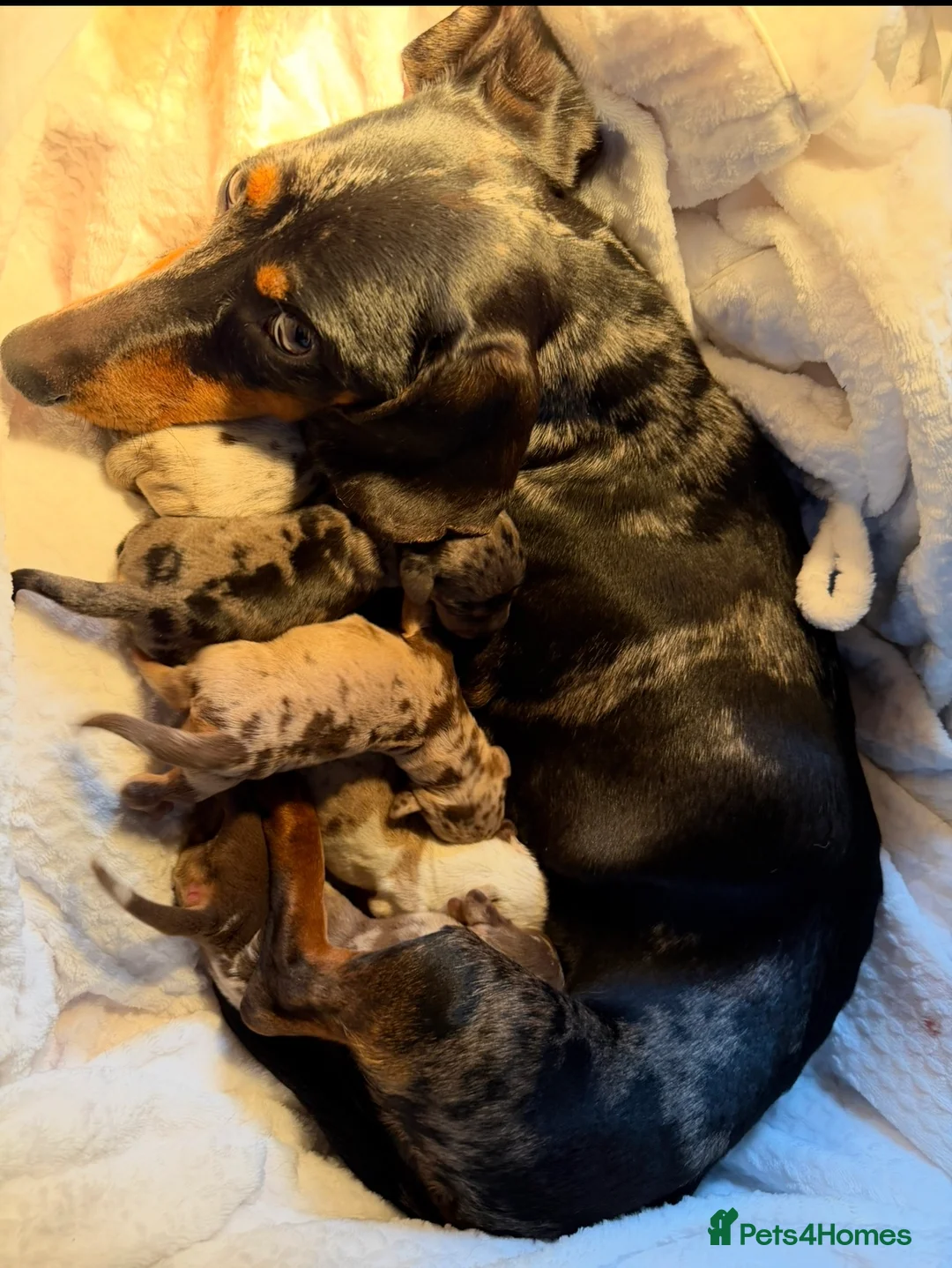 Dachshund dogs for sale: Miniture dashhound puppy’s  - Advert 1