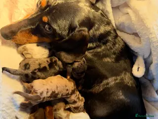 Dachshund dogs Miniture dashhound puppy’s - Advert 5