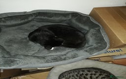 Bengal cats for sale: Miss Bahja Abdi  - Image 2