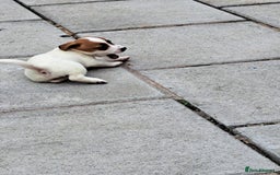 Jack Russell dogs for sale: Jolly Joyful Jack Russells  - Image 8