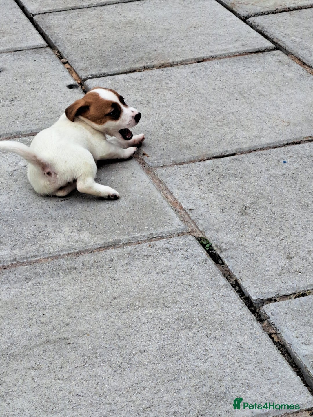 Jack Russell dogs for sale: Jolly Joyful Jack Russells  - Image 8