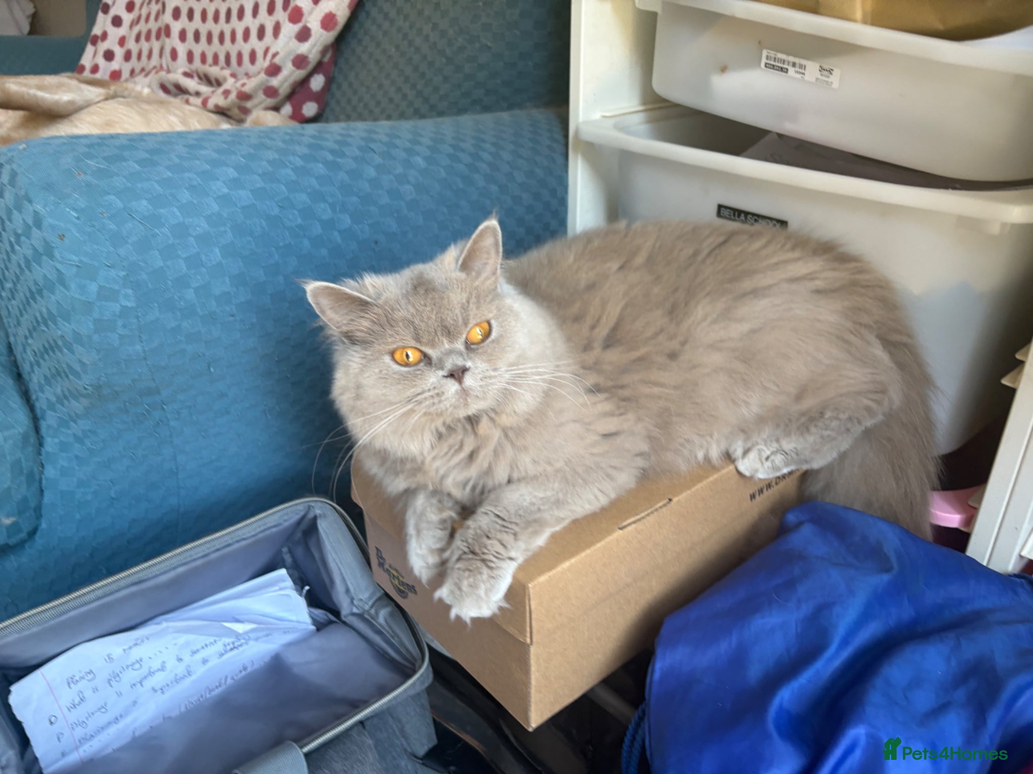 British Longhair cats Gorgeous lilac BLH female  - Advert 1