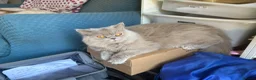 British Longhair cats for sale: Gorgeous lilac BLH female  - Advert 1