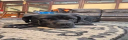 Mixed Breed dogs for sale: Beautiful Brindle Cane Corso/ Mastiff pups - Advert 12