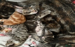 Mixed Breed cats for sale: Beautiful kittens - Image 23
