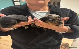 Miniature Dachshund dogs for sale: Miniature dachshund puppies - Image 5