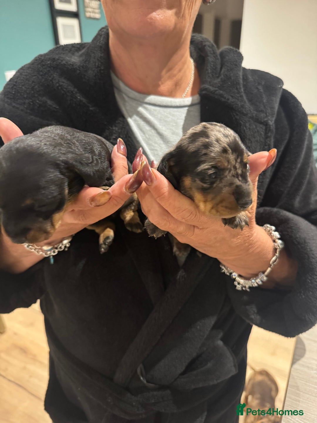 Miniature Dachshund dogs for sale: Miniature dachshund puppies - Image 5