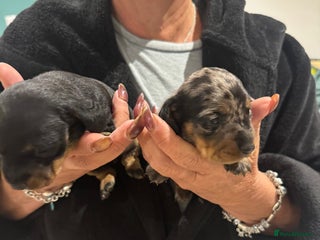 Miniature Dachshund dogs Miniature dachshund puppies - Advert 12
