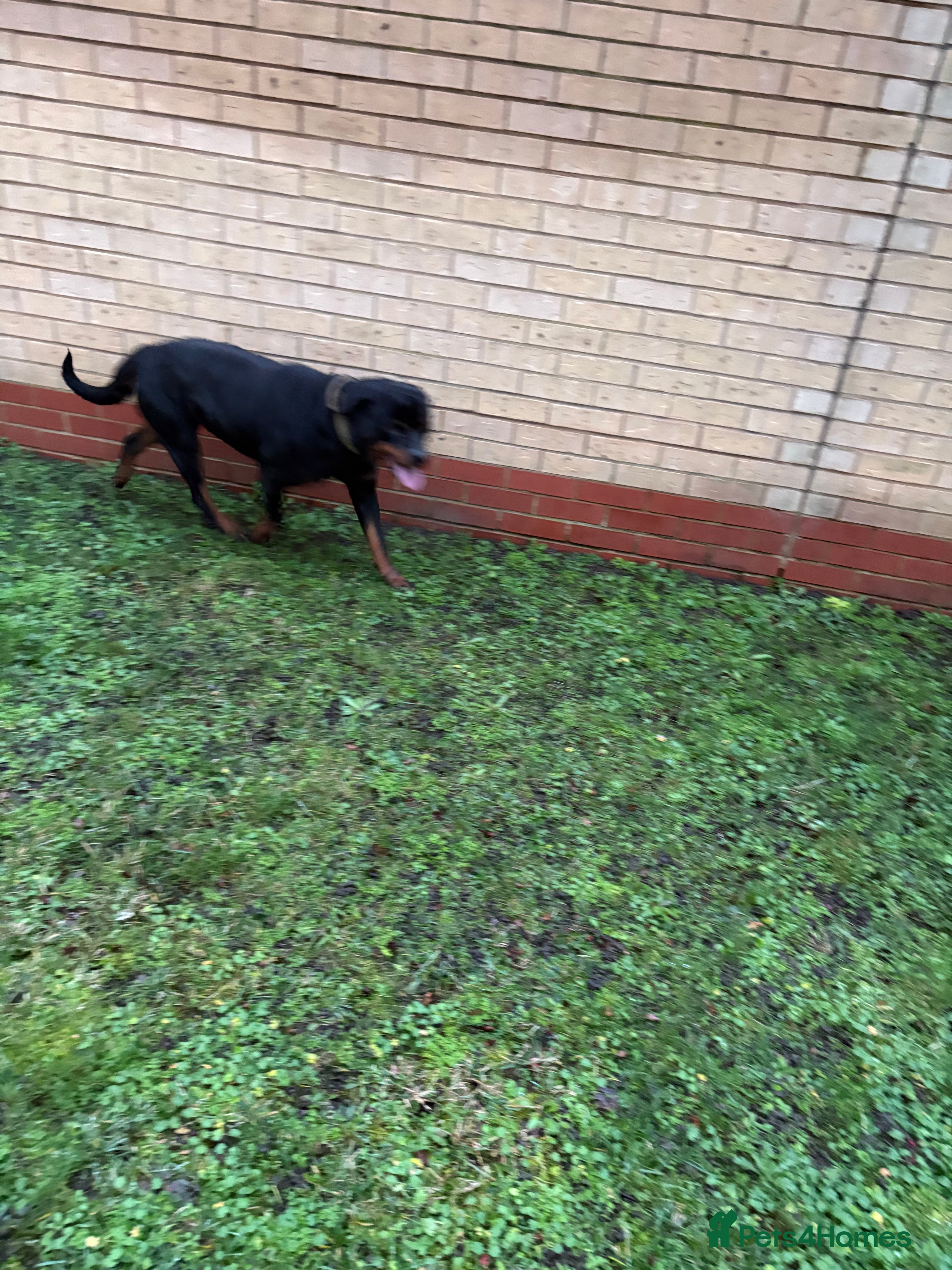 Rottweiler dogs KC Reg Rottweiler Female  - Advert 18