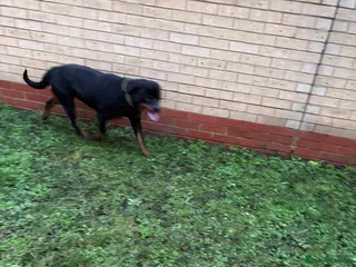 Rottweiler dogs KC Reg Rottweiler Female - Advert 18