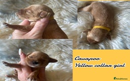 Cavapoo dogs for sale: Beautiful fully DNA tested Cavapoo's  - Image 27