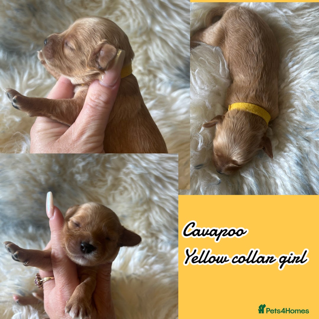 Cavapoo dogs for sale: Beautiful fully DNA tested Cavapoo's  - Image 27