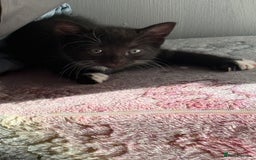 Mixed Breed cats for sale: 4 mixed breed kittens for good honest homes  - Image 2