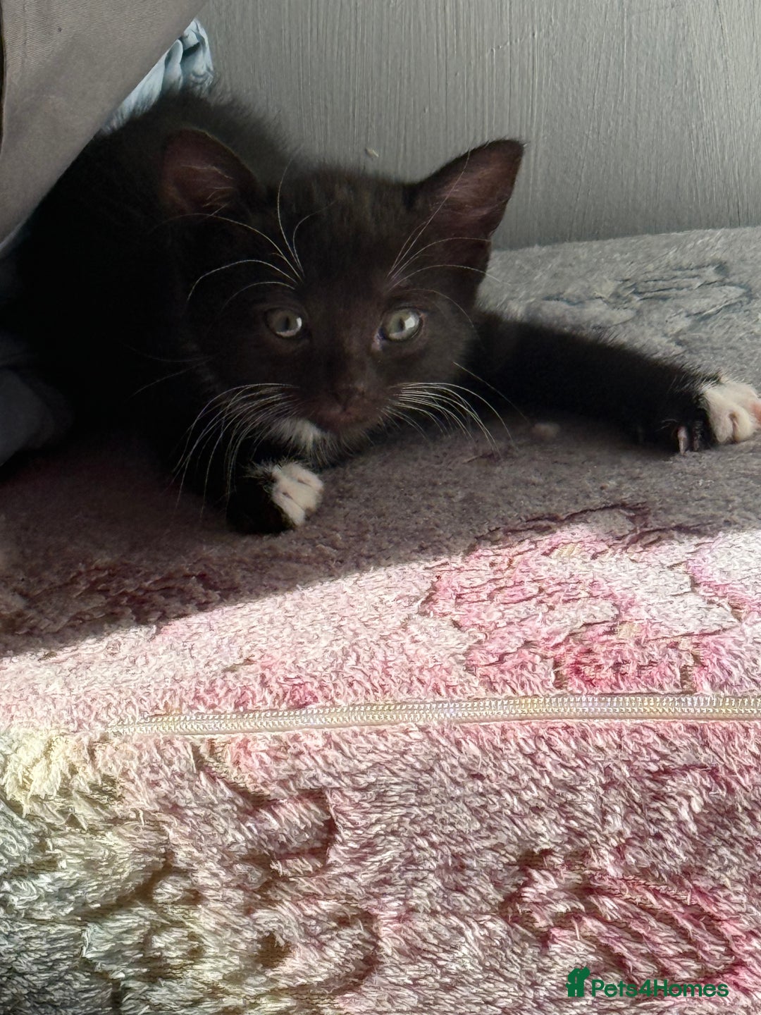 Mixed Breed cats for sale: 4 mixed breed kittens for good honest homes  - Image 2