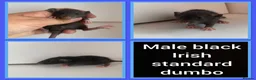 Rat rodents for sale: Adorable baby rats for sale  - Advert 2