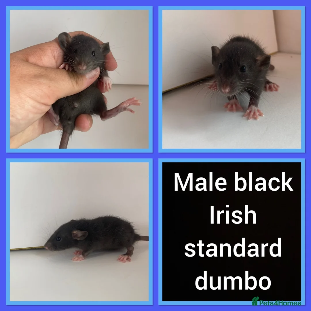 Rat rodents for sale: Adorable baby rats for sale  - Advert 2