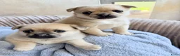 Pug dogs for sale: Pug x Pomeranian mixed breed puppies 🐕 - Advert 1