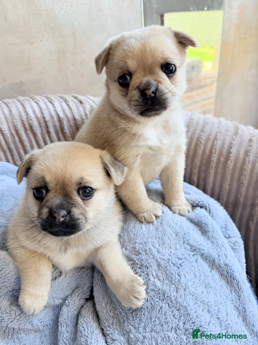 Pug dogs for sale: Pug x Pomeranian mixed breed puppies 🐕 - Advert 1