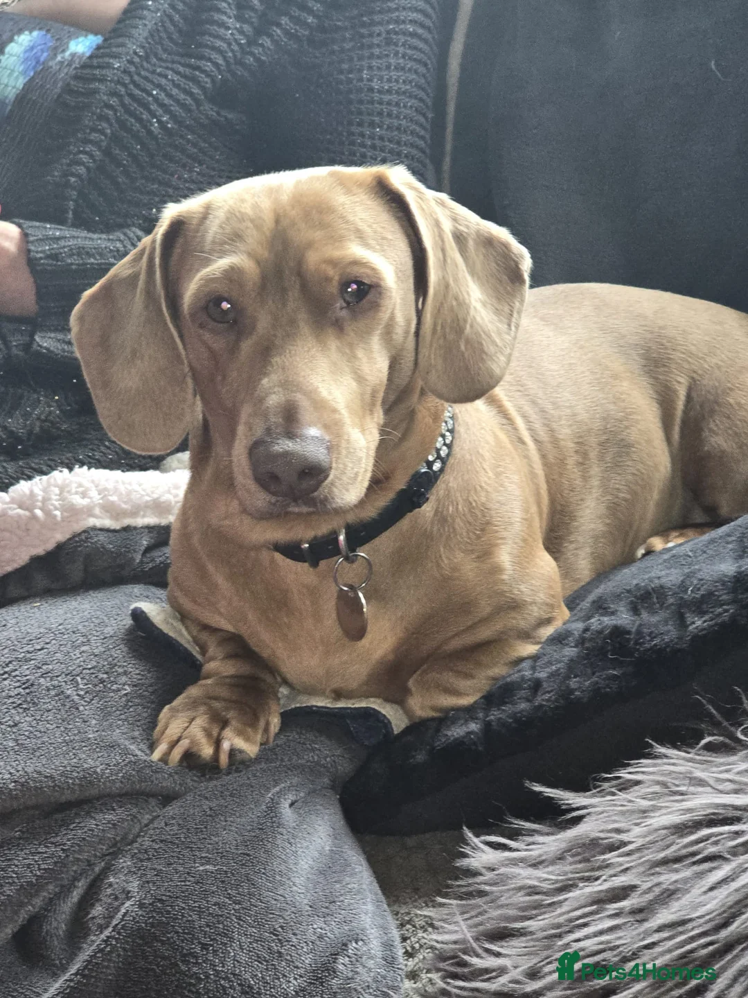 Dachshund dogs for sale: 1 adult apricot dapple boy / black and tan girl  - Advert 1