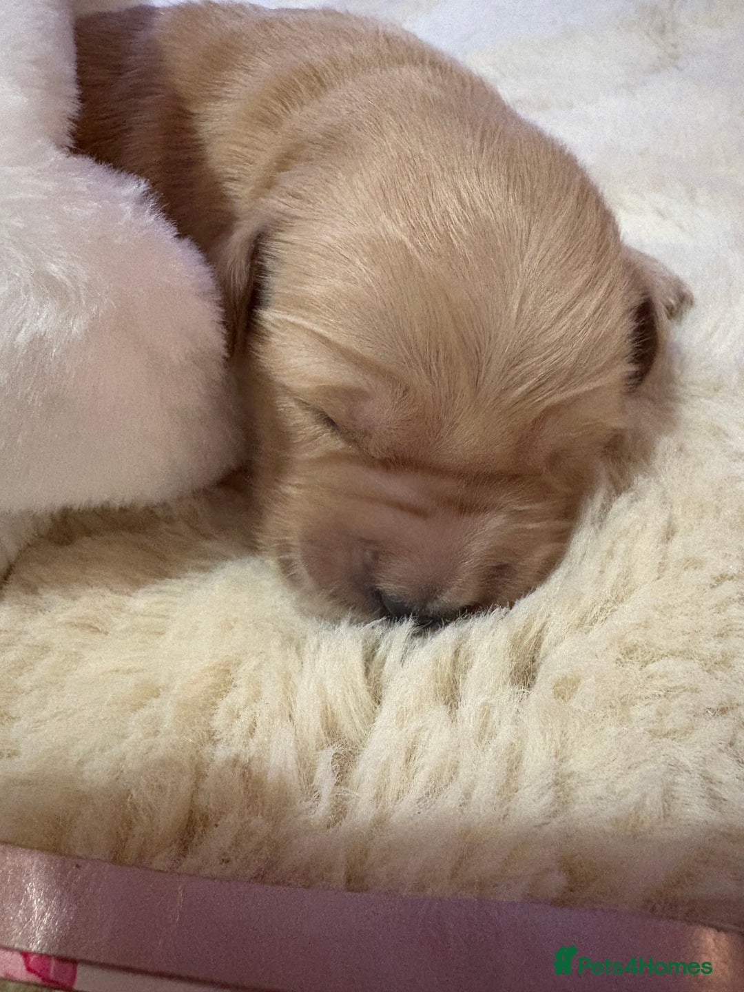 Golden Retriever dogs for sale: Sold sold sold sold sold  - Advert 16