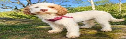 Cockapoo dogs for sale: Absolutely beautiful girl - Advert 25
