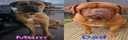 Mixed Breed dogs for sale: Stunning Dogue de Bordeaux / Mastiff puppies - Advert 4
