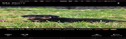 Rottweiler dogs for sale: Exceptional huge Rottweiler pups from amazing line - Advert 5
