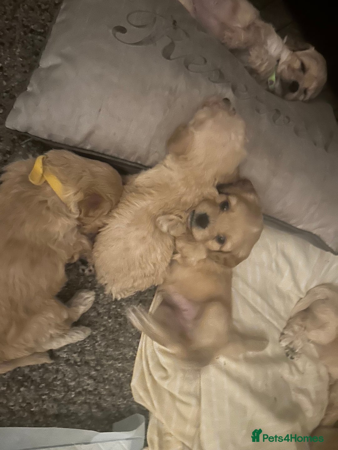 Mixed Breed dogs for sale: Cockachon Puppies - cocker spaniel bichon mix - Advert 5