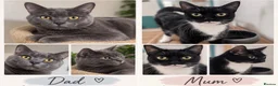 Mixed Breed cats for sale: 💕🐾Beautiful Kittens – Loving Family Home🐾💕 in Gillingham - Advert 6