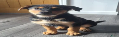 X Rottweiler 2