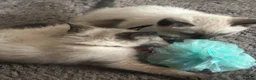 Siamese cats for sale: Stunning Siamese kittens  - Advert 15