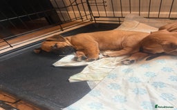 Mixed Breed dogs for sale: Rottweiler cross saluki puppies  - Image 18