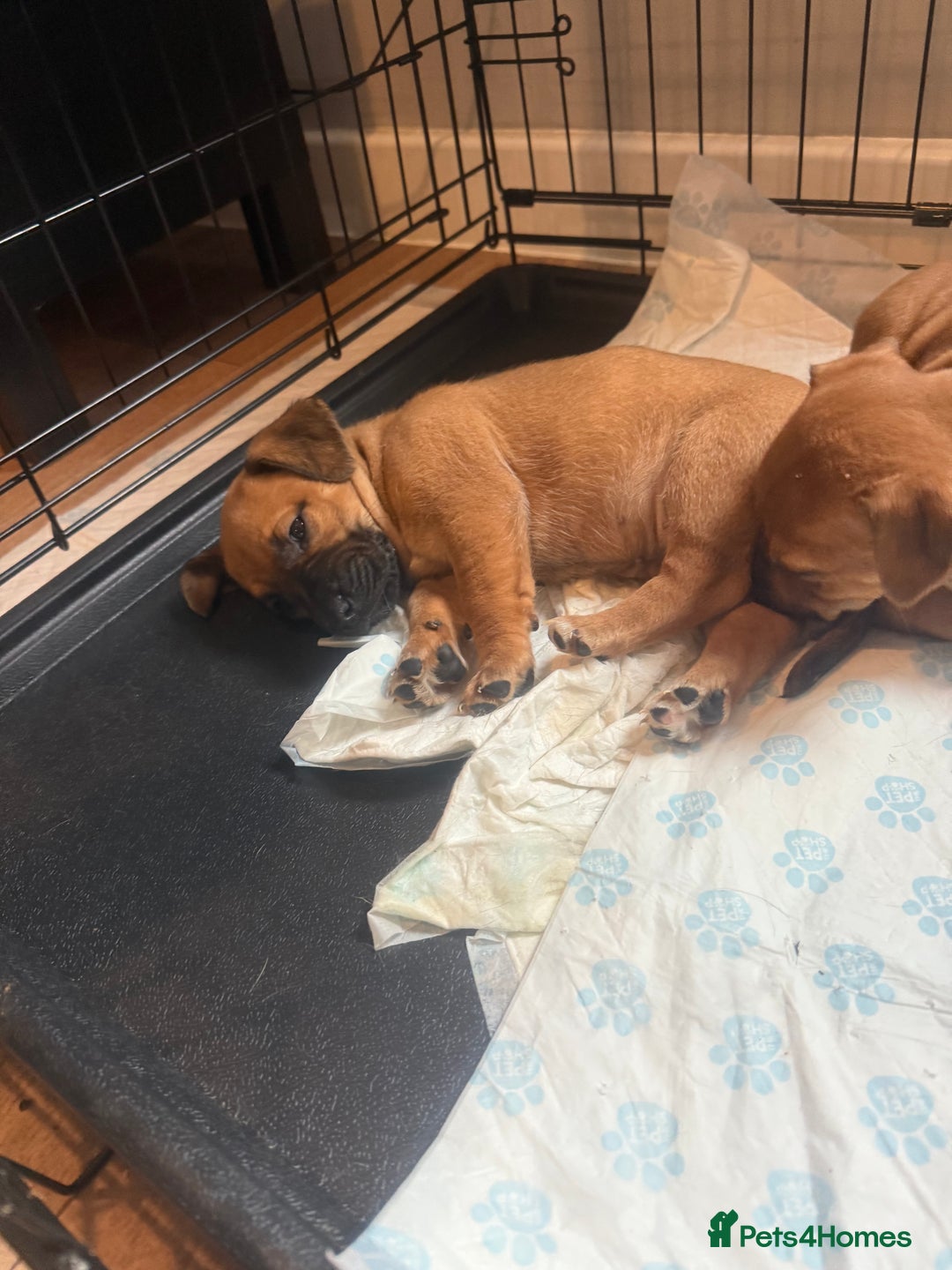 Mixed Breed dogs for sale: Rottweiler cross saluki puppies  - Image 18