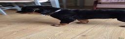 Rottweiler dogs for sale: Rottweiler puppies  - Advert 2