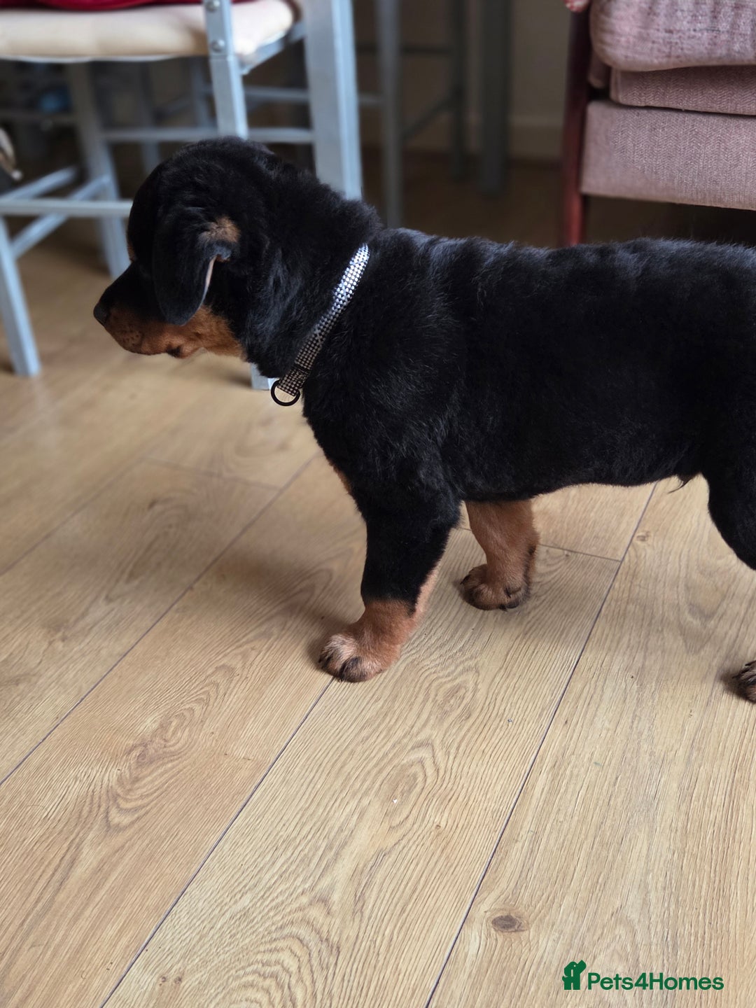 Rottweiler dogs for sale: Rottweiler puppies  - Advert 2