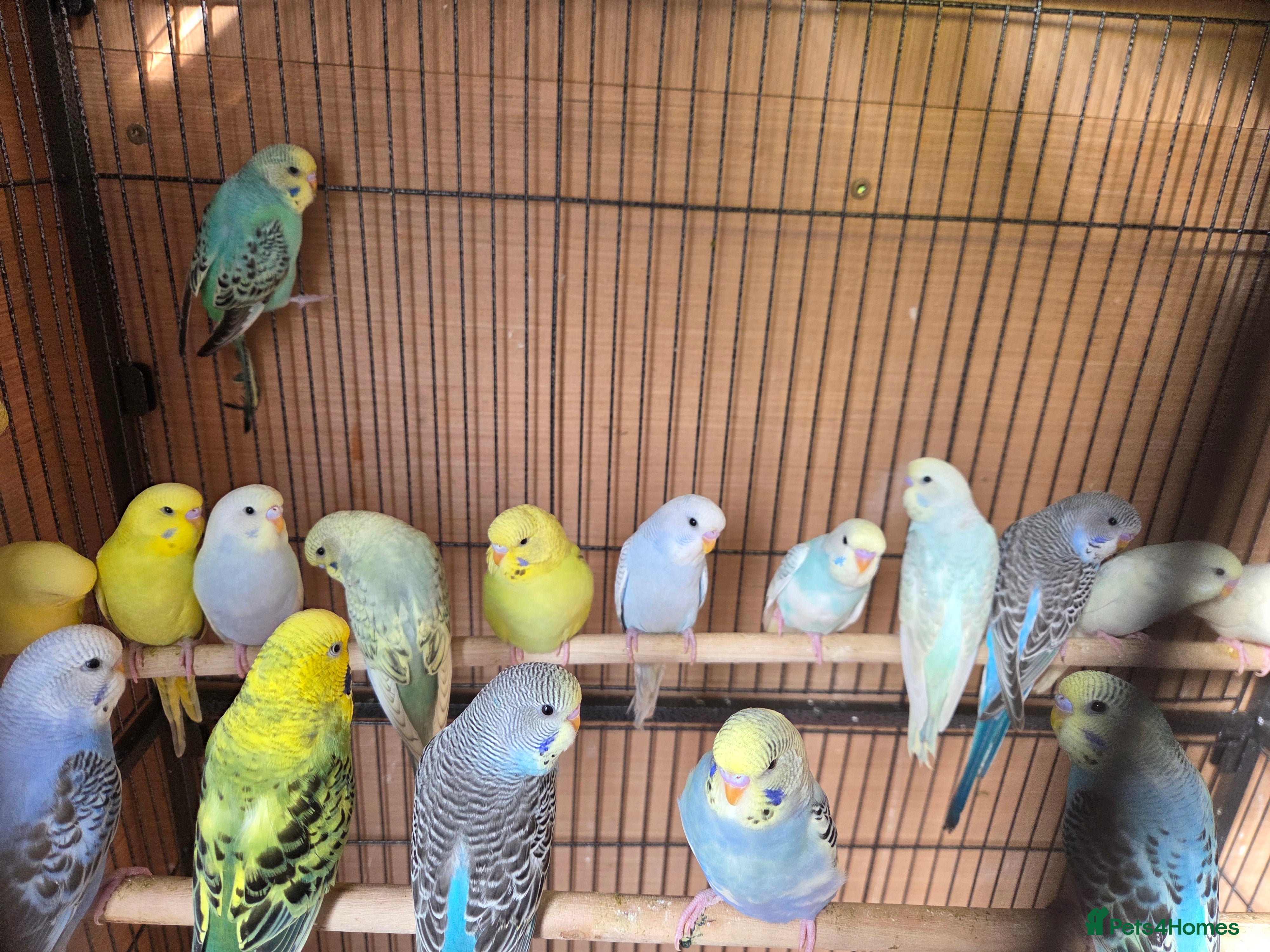 Budgerigars birds  budgies for sale - Advert 14