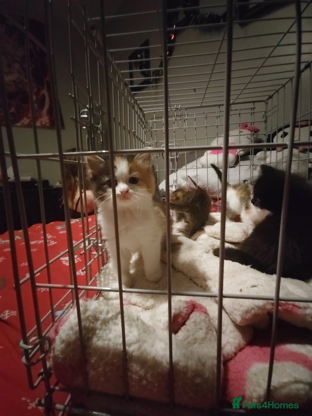 Mixed Breed cats for sale: Beautiful fluffy kittens  - Advert 8