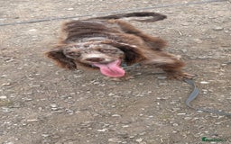 Cocker Spaniel dogs for sale: Merle male Cocker  - Image 1