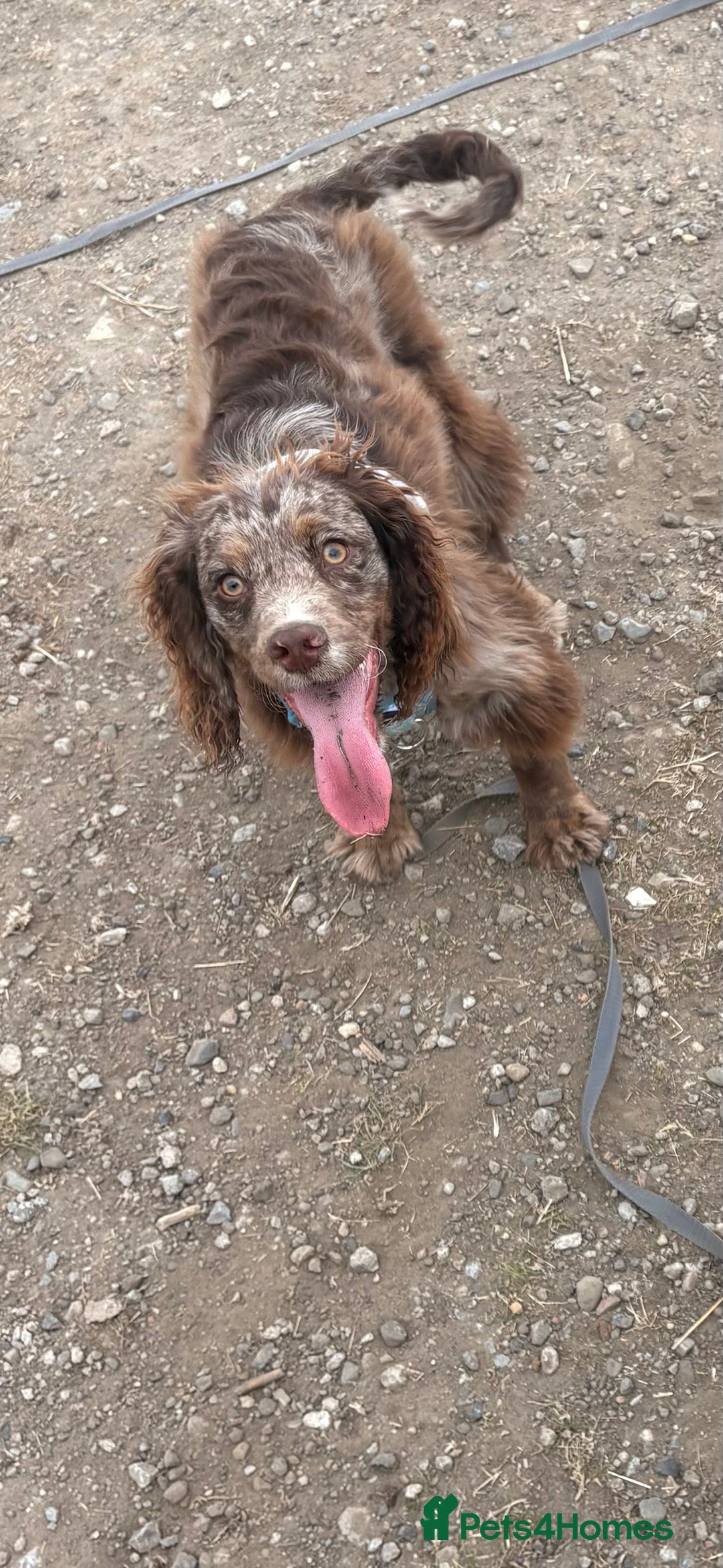 Cocker Spaniel dogs for sale: Merle male Cocker  - Image 1