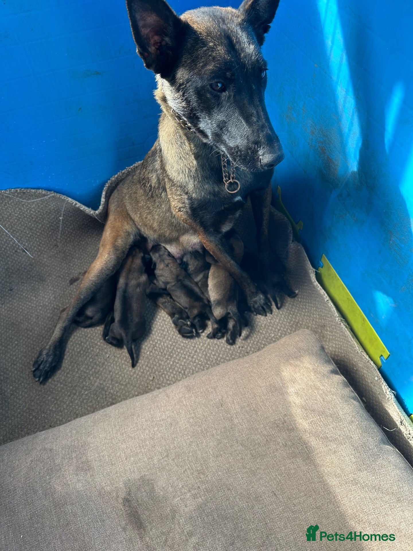 Belgian Shepherd Dog dogs Purebred Belgian Malinois Pups - Advert 1