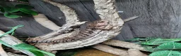 Skink reptiles for sale: Pink tongue skinks £250 each - Advert 2