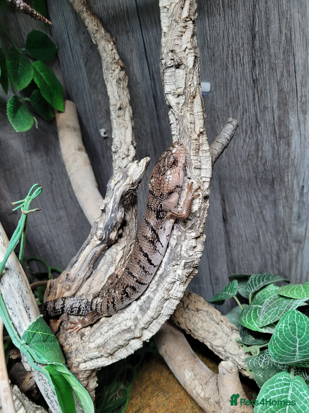 Skink reptiles for sale: Pink tongue skinks £250 each - Advert 2