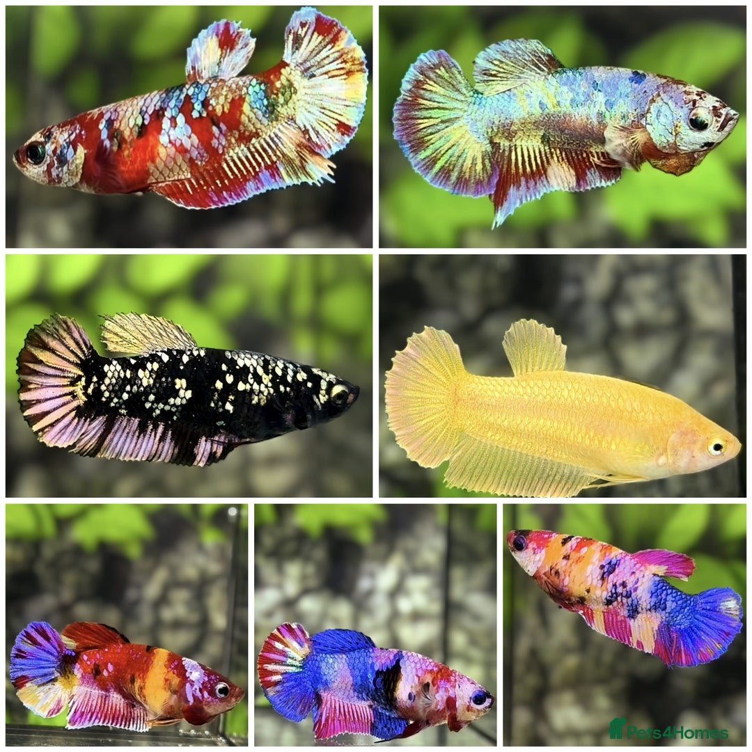 Bettas fish for sale: Imported Male and female betta fish - Advert 8