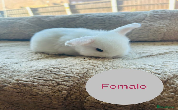 Mini Lop rabbits - Advert 13