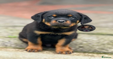 Rottweiler dogs - Advert 2