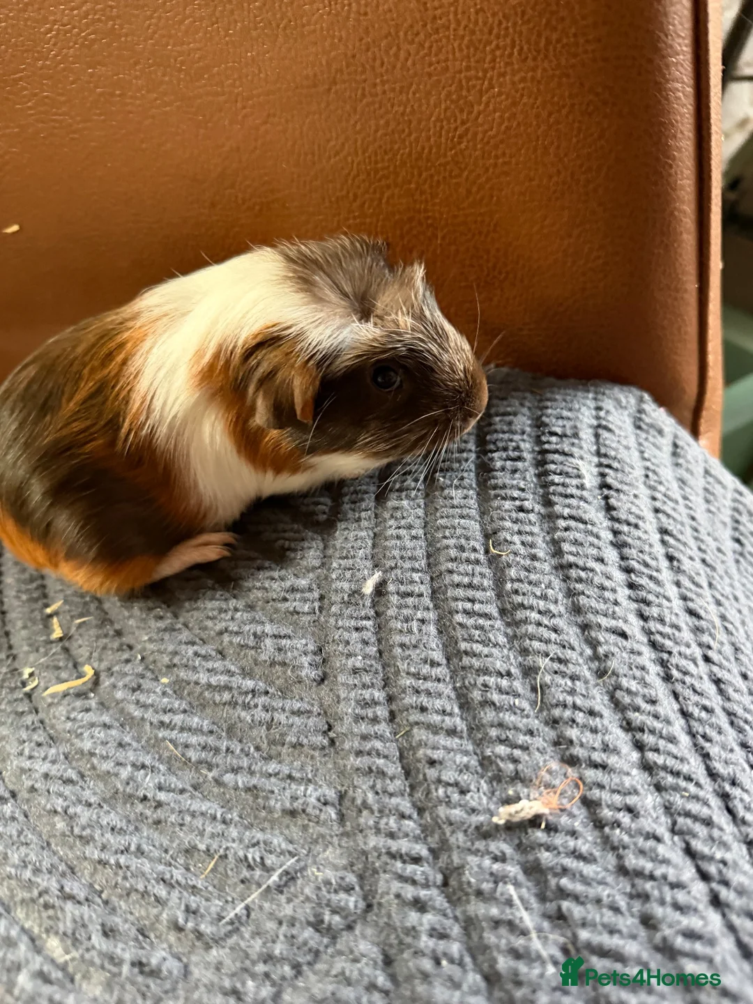 Guinea Pig rodents for sale: 2 baby boars for sale  in Stoke-on-Trent - Advert 6