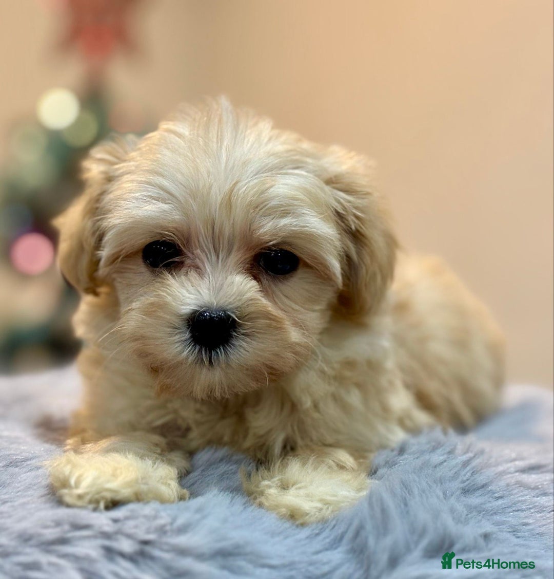 Shih Tzu dogs for sale: Ela–Adorable 9-Week-Old Shih Tzu Girl Seeking H - Advert 3