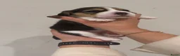 Beagle dogs for sale: KC registered stunning Beagle - Advert 7