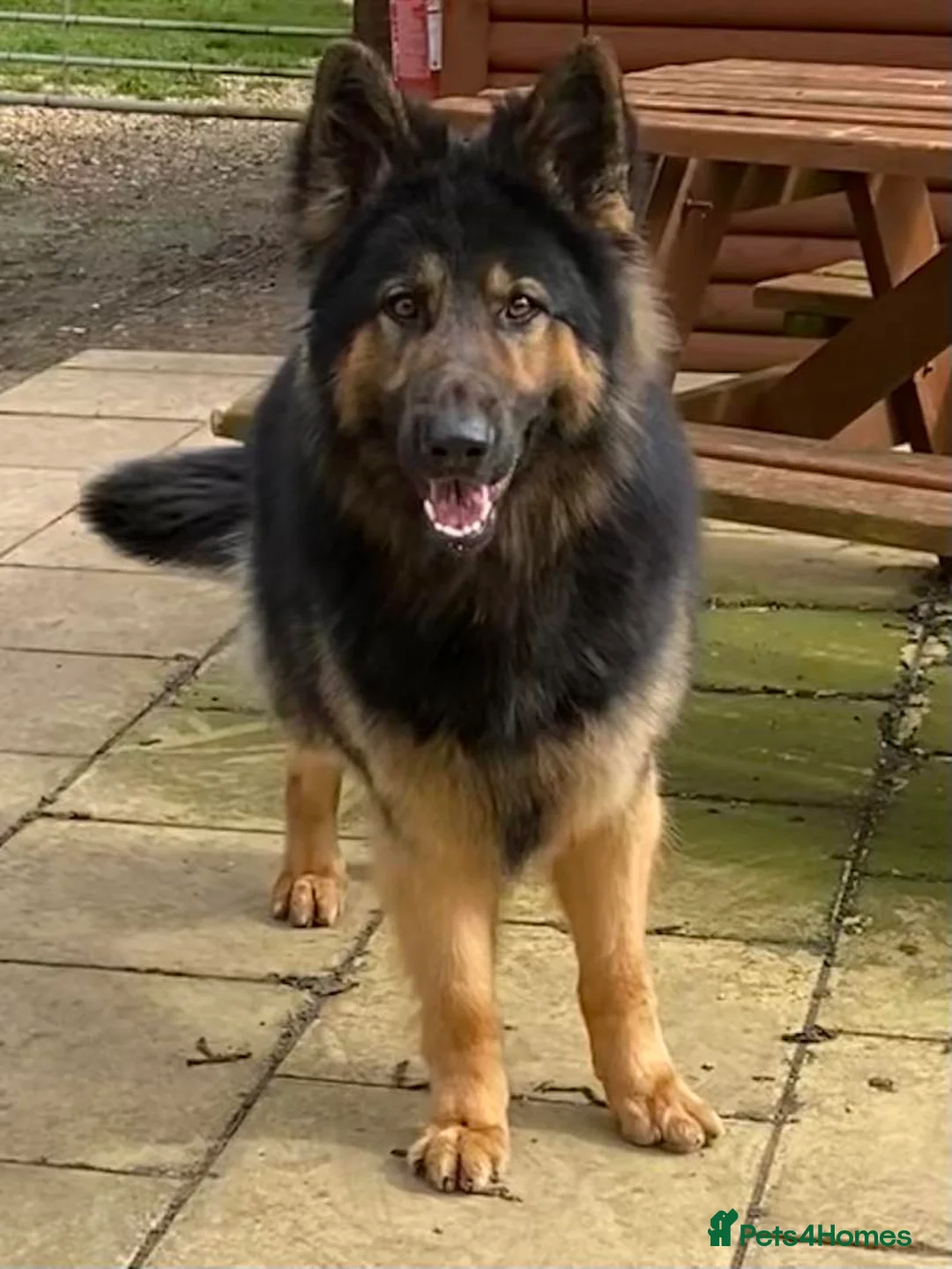 German Shepherd dogs for stud: KC Reg Shadow fully Health Tested at stud in Wisbech - Advert 5